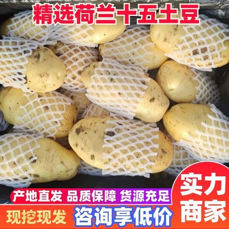 【全国直达发货】山东新土豆