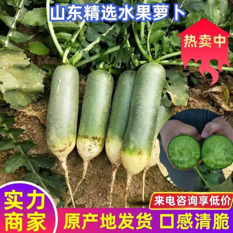 【全国直达发货】山东肥城水果萝卜、货源充足、质量全国