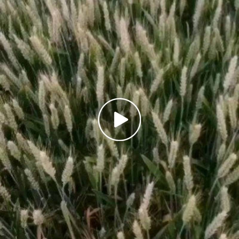 出租大量土地20万亩，租金400元每亩。