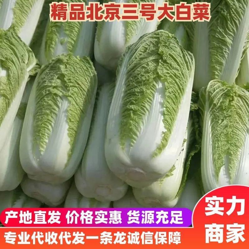 山东大白菜、货源充足、产地直发、对接全国