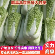 山东北京新三号大白菜精品货价格实惠货源稳定对接全国