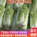 山东北京新三号大白菜精品货价格实惠货源稳定对接全国
