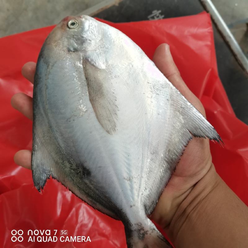 半斤规格的海捕鲳鱼，
