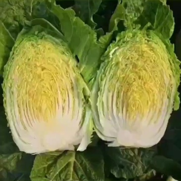 吉林白菜黄心菜大量接单中产地直发市场菜4一5一6斤