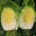 吉林白菜黄心菜大量接单中产地直发市场菜4一5一6斤
