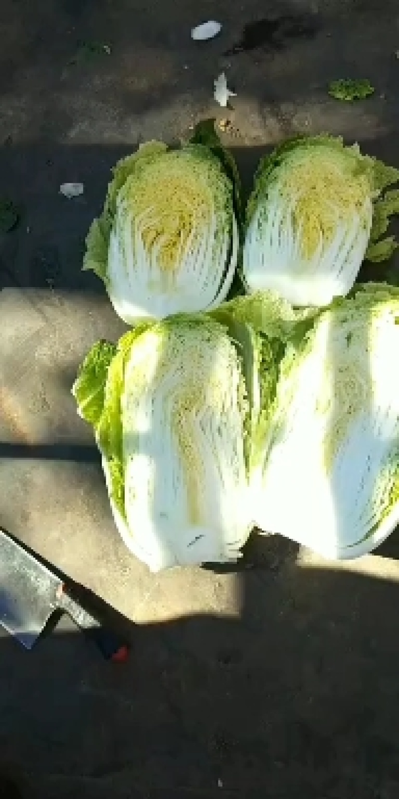 吉林白菜黄心菜大量接单中产地直发市场菜4一5一6斤