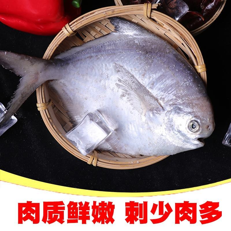 半斤规格的海捕鲳鱼，