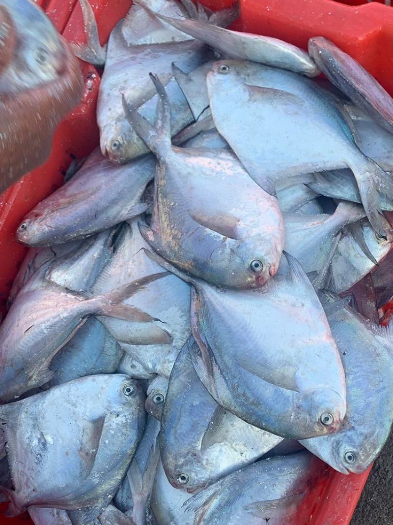 半斤规格的海捕鲳鱼，