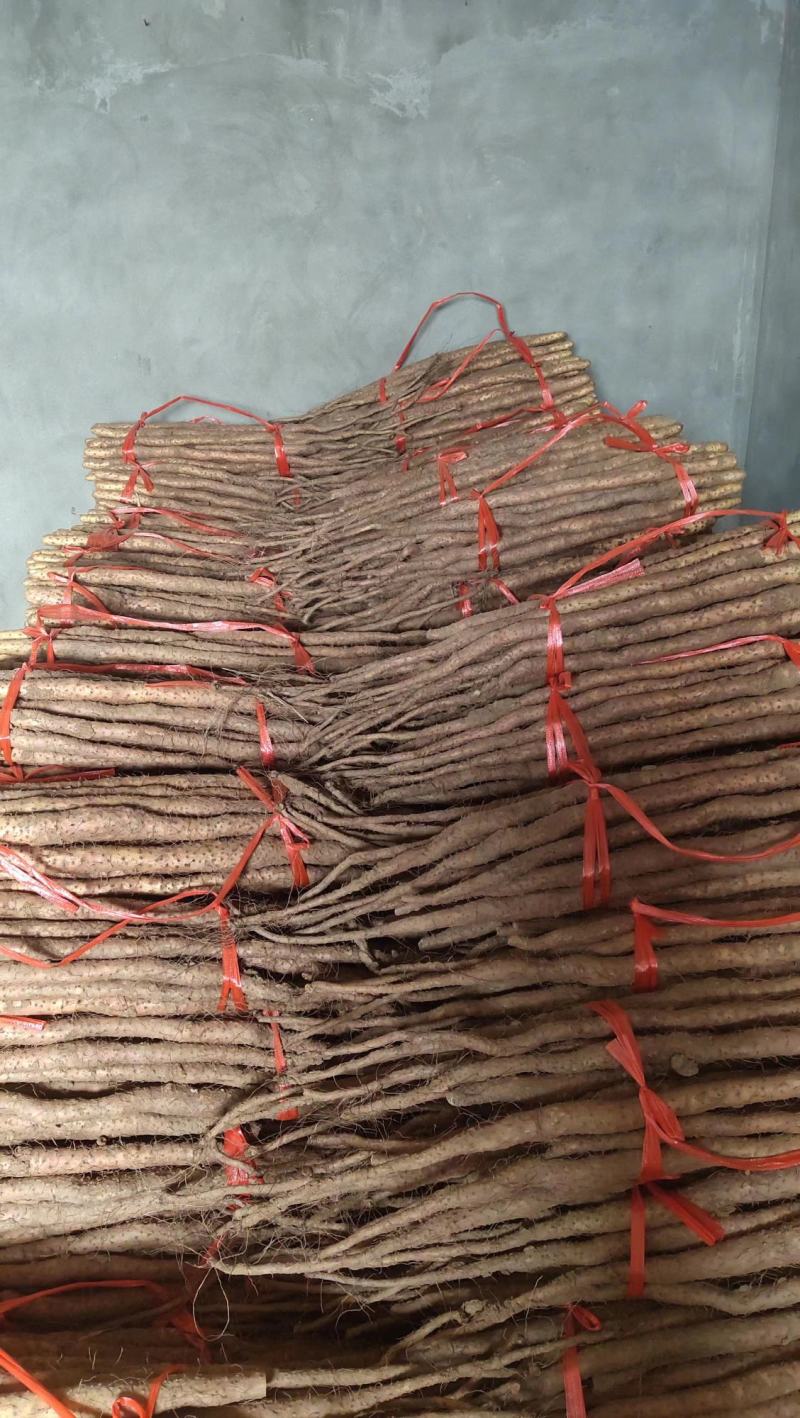 长期有货一手货源各种新鲜铁棍山药
