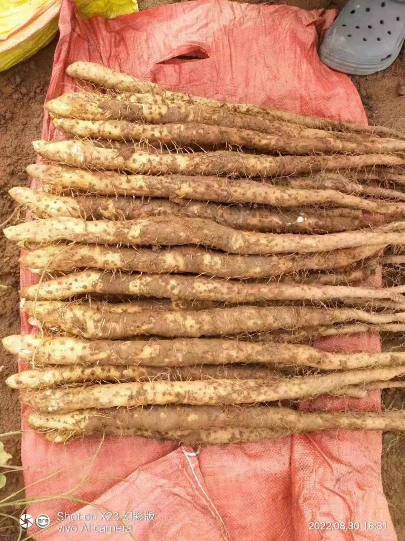 长期有货一手货源各种新鲜铁棍山药