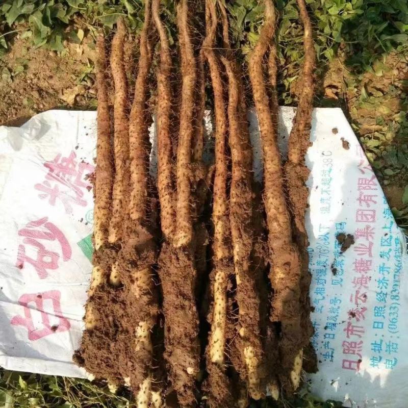 长期有货一手货源各种新鲜铁棍山药