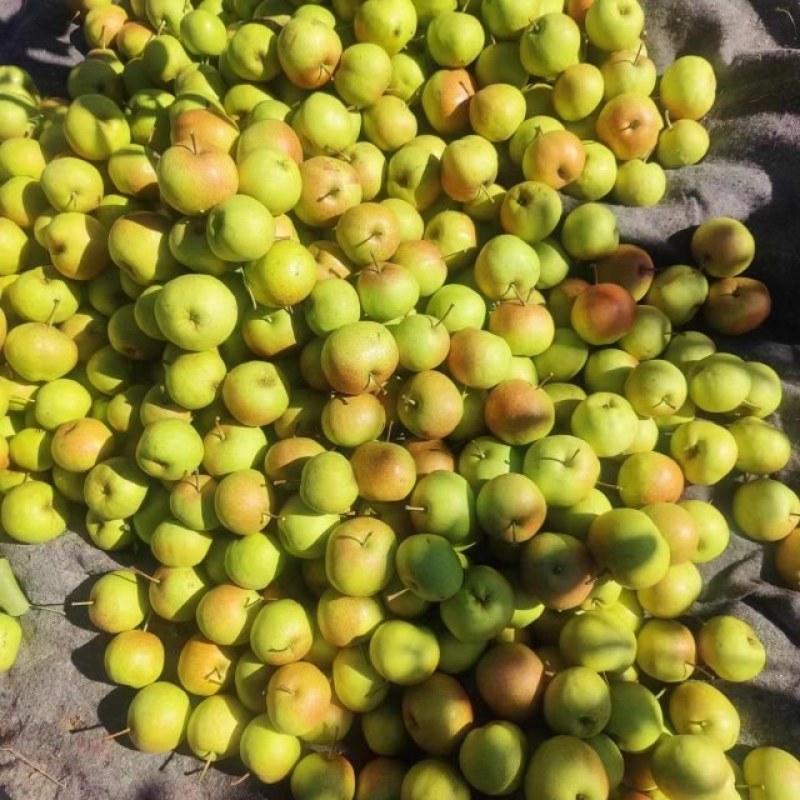 细皮苹果梨
