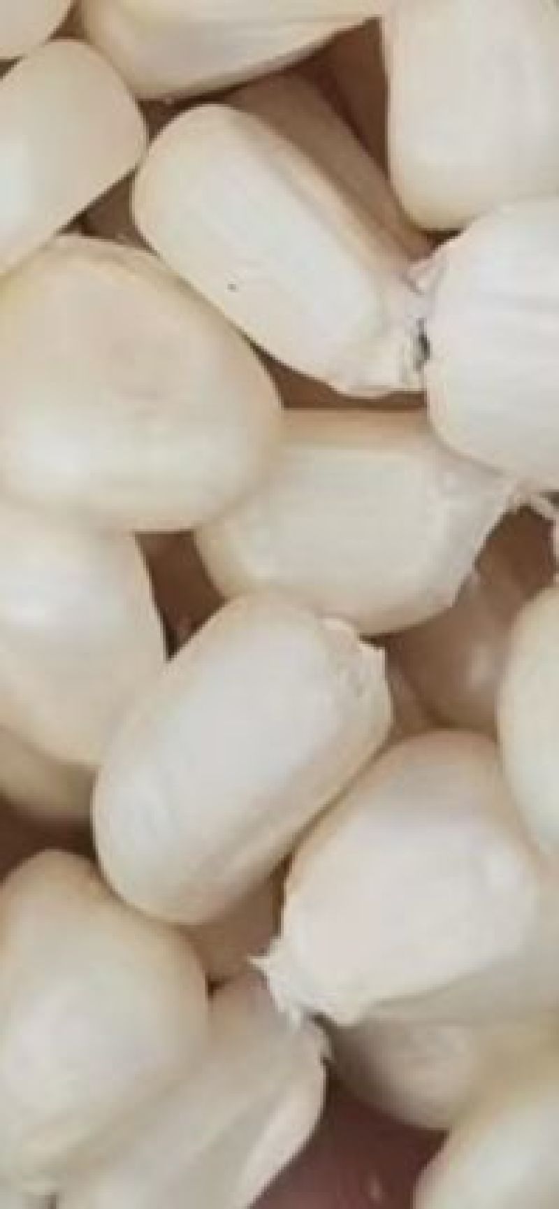 精品糯玉米干粒，甘肃省平凉市崇信县，保质保量