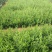出售高度30公分—1米高油橄榄苗，基地直供