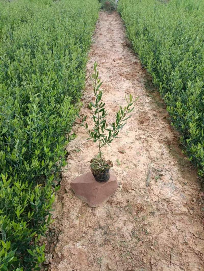 出售高度30公分—1米高油橄榄苗，基地直供