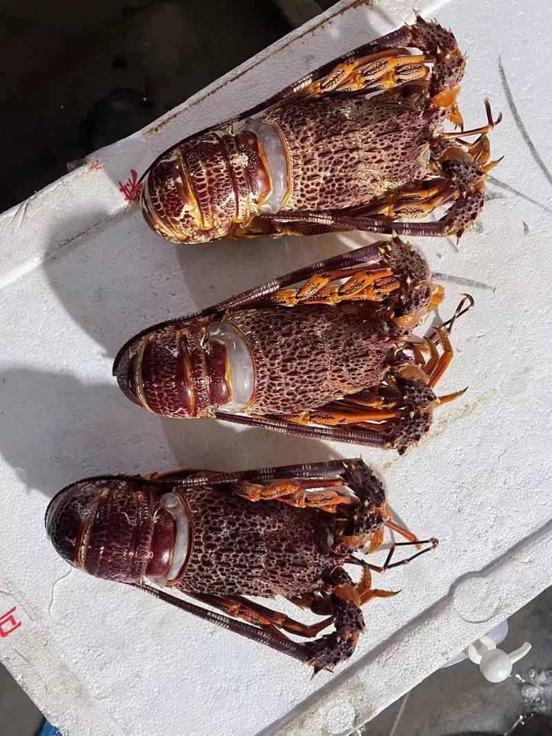 澳龙虾冰鲜奥龙生冻新西兰纽龙虾非红龙速冻特大龙虾海鲜餐厅