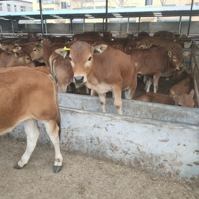 小黄牛犊，改良肉牛犊，鲁西黄牛牛苗厂家直供，包活，包送，