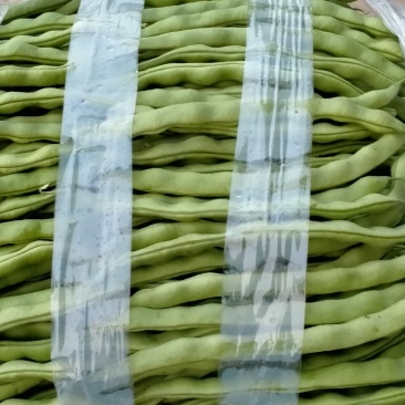 大青豆