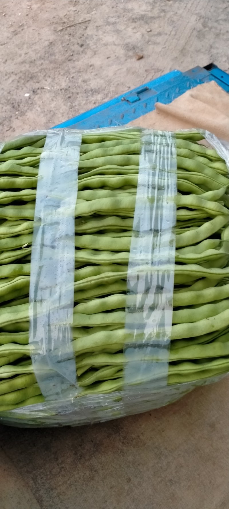 大青豆