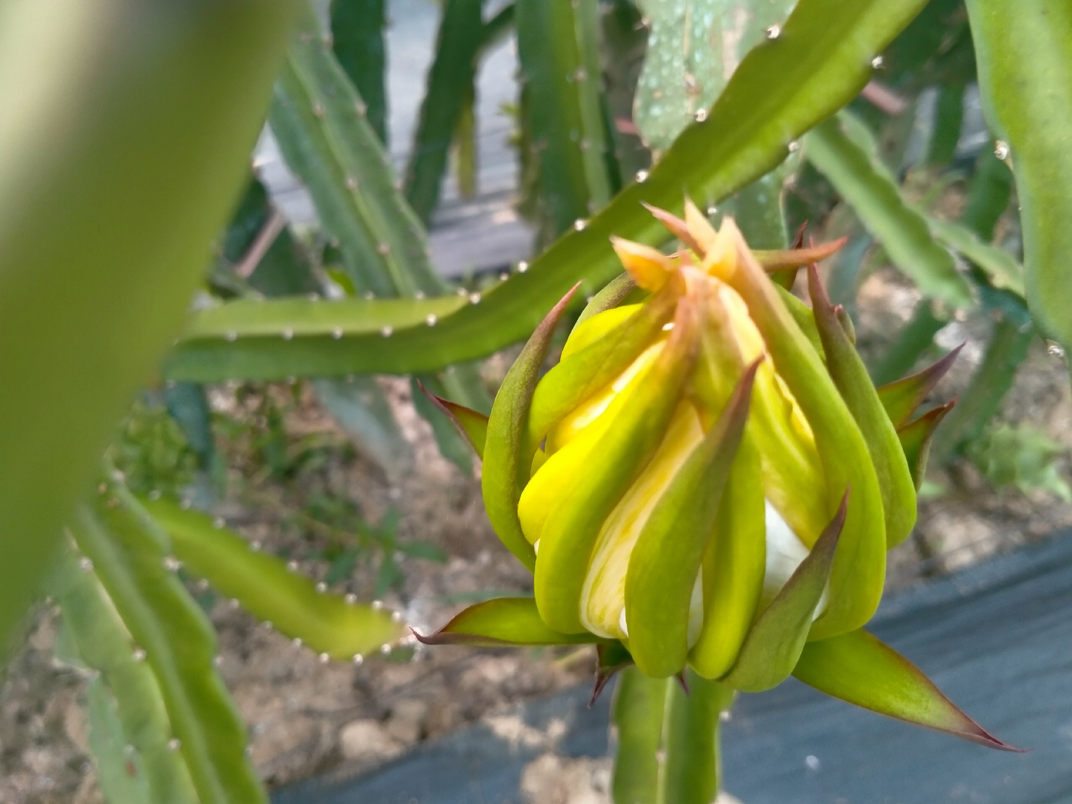 火龙果开花与结果过程特写