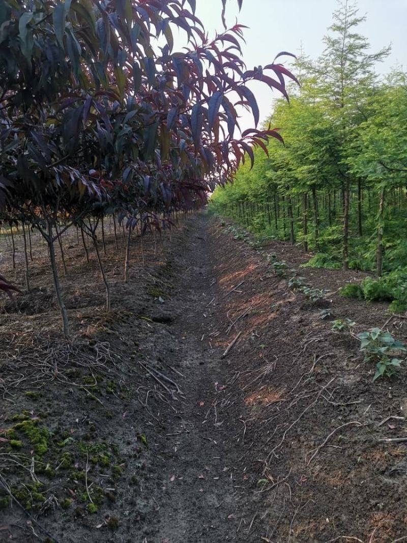 湖北省潜江市红叶碧桃，地径4-7公分5000多棵。