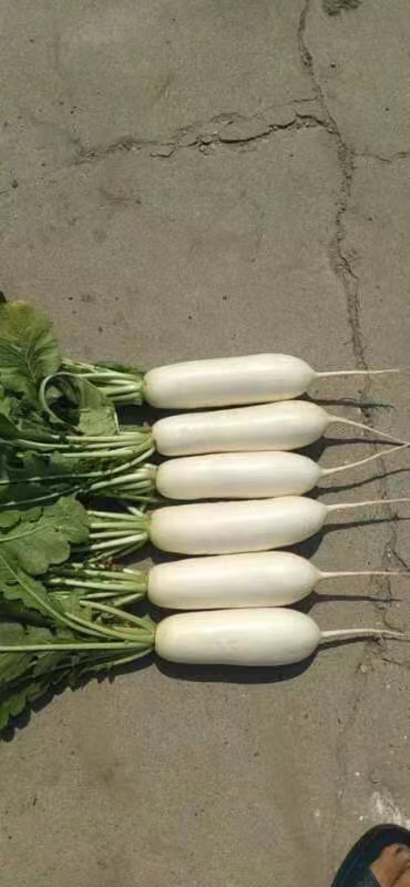 江苏泰兴大白萝卜即将大量上市