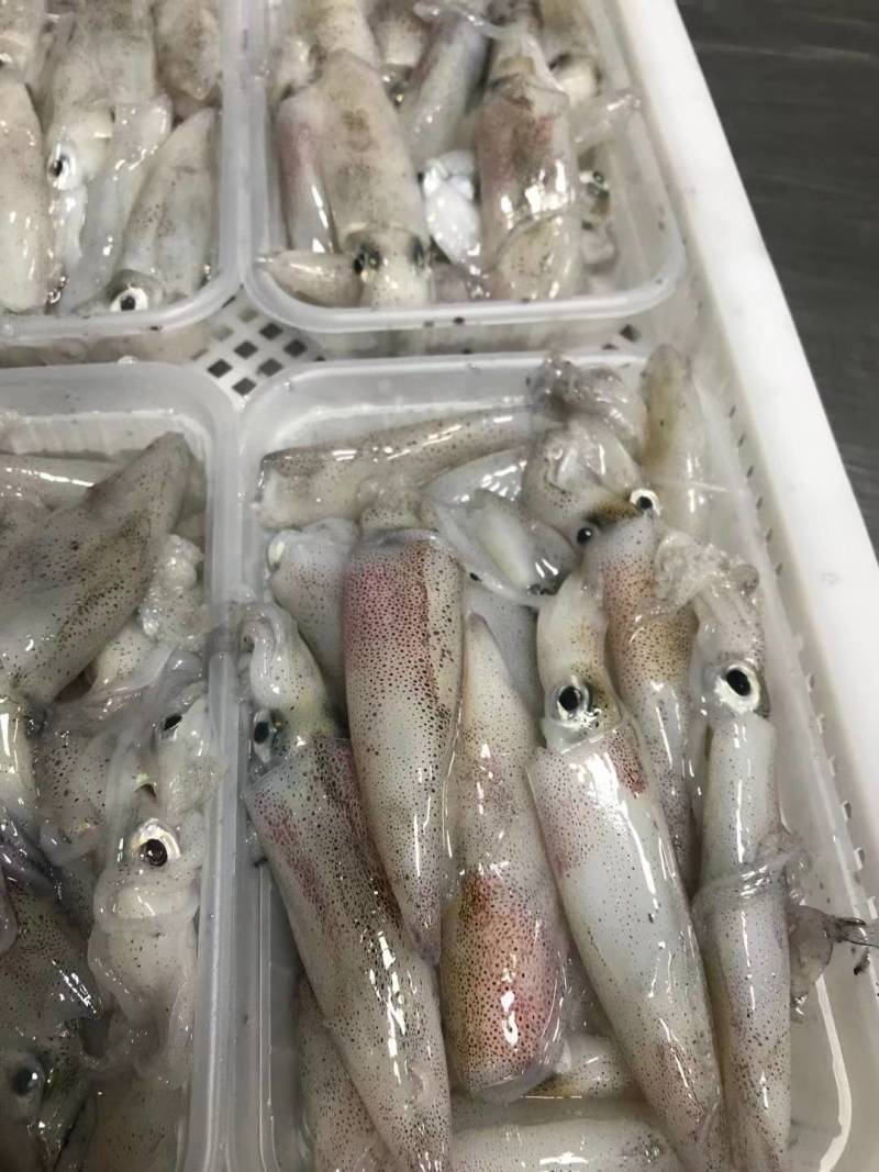 鱿鱼、北海鱿鱼、净重足一斤包装发货、灯照船捕长期有量直批