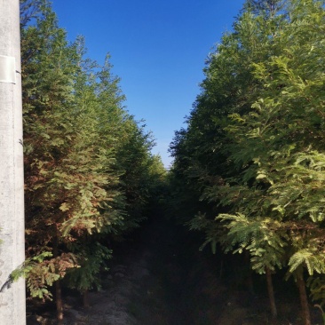 【牛商推荐】湖北省潜江市水杉树，树形好，成活率高