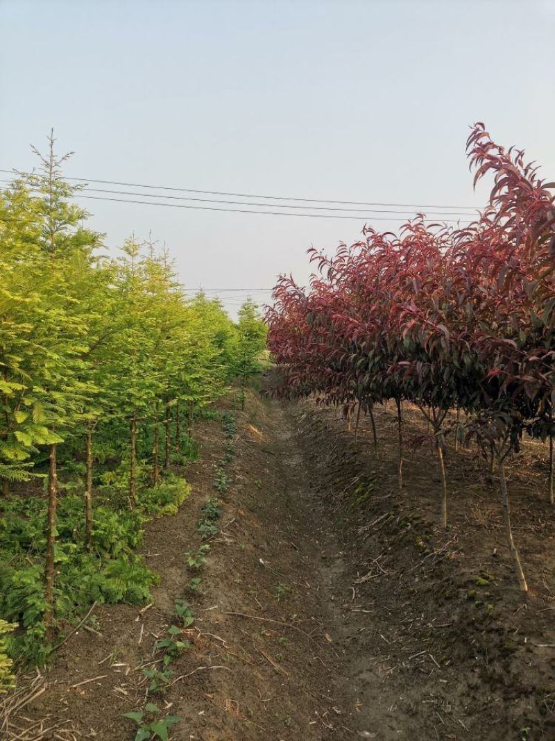 【牛商推荐】湖北省潜江市水杉树，树形好，成活率高