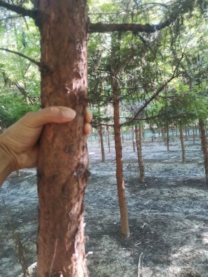 【牛商推荐】湖北省潜江市水杉树，树形好，成活率高