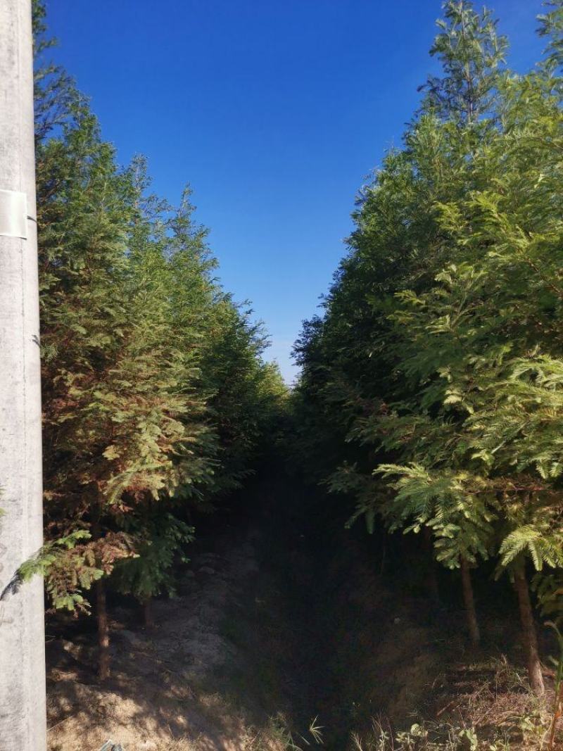 【牛商推荐】湖北省潜江市水杉树，树形好，成活率高