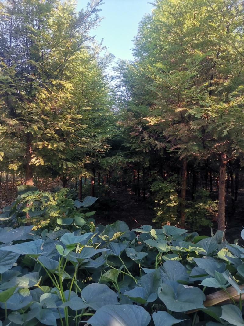 【牛商推荐】湖北省潜江市水杉树，树形好，成活率高