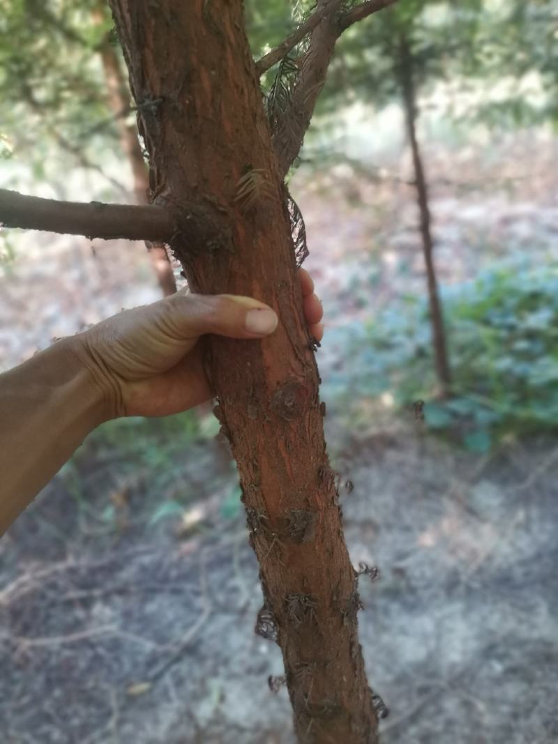 【牛商推荐】湖北省潜江市水杉树，树形好，成活率高