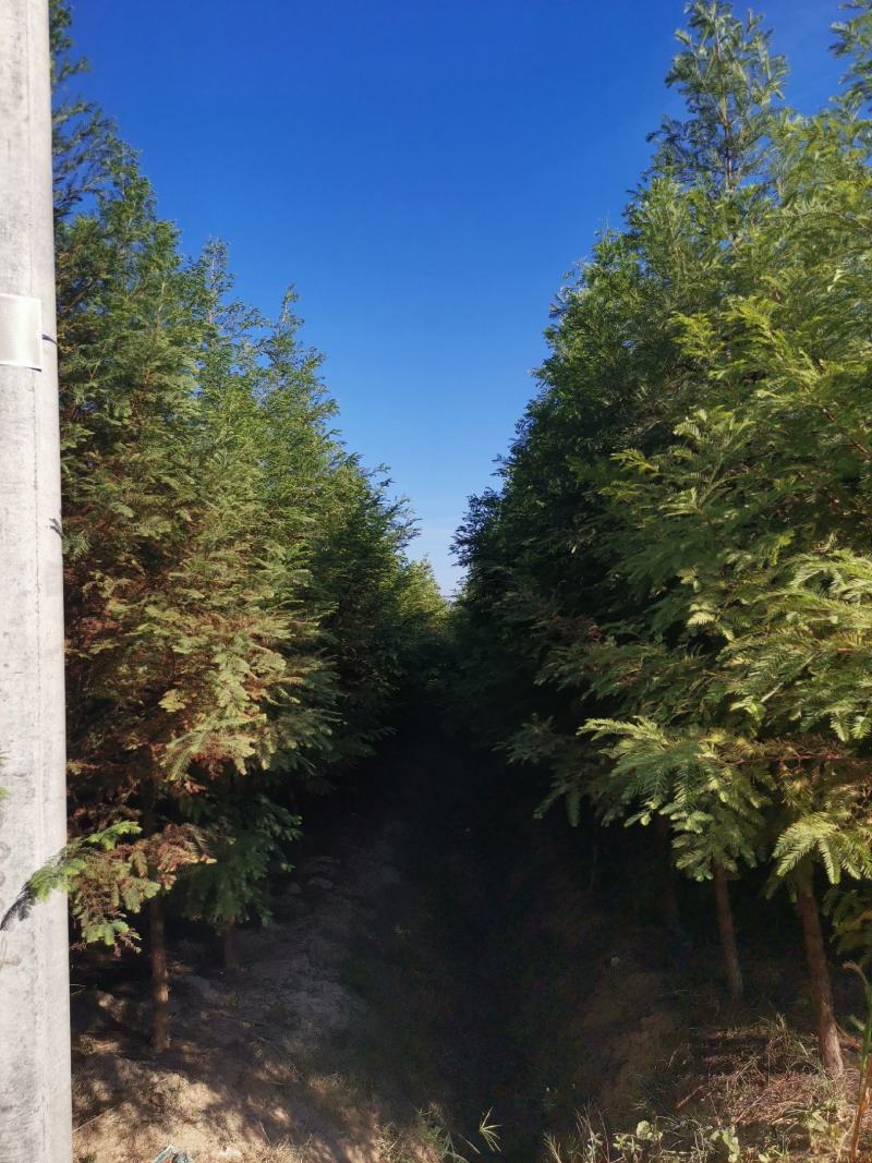 【牛商推荐】湖北省潜江市水杉树，树形好，成活率高