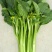 甜脆菜心种子