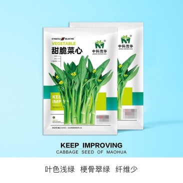 甜脆菜心种子
