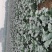 三百多亩耐寒优秀成熟时间十月底十一月初需要大货的朋
