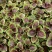 中科红苋菜菜种子