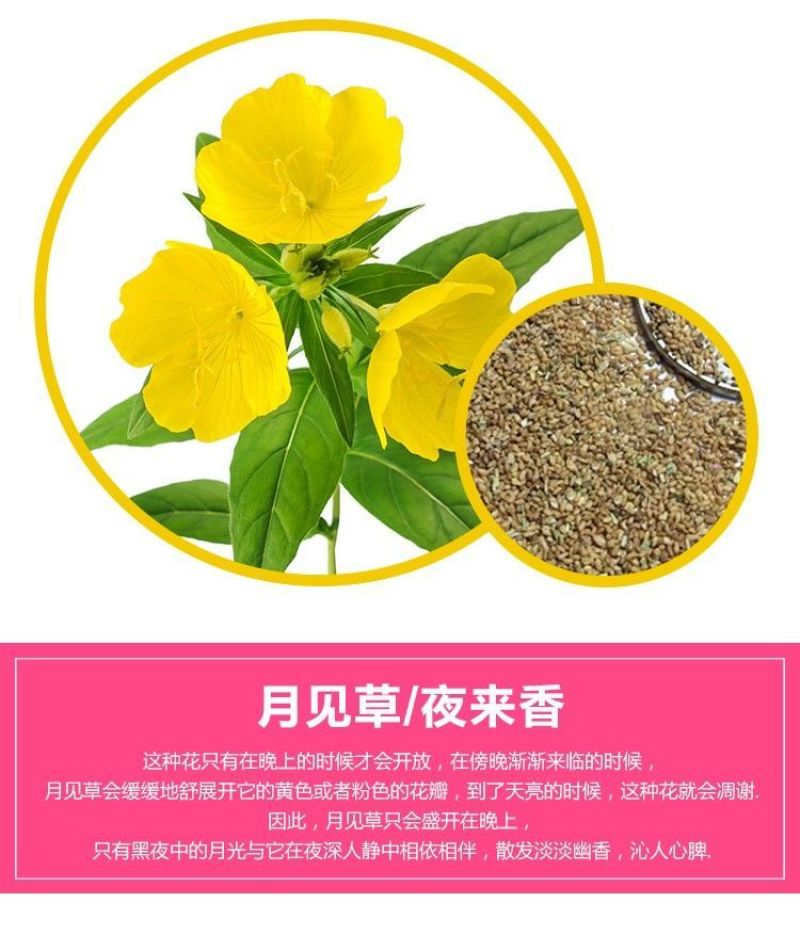 美丽月见草种子多年生四季开花易活阳台盆栽室外庭院花卉花种