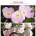 美丽月见草种子多年生四季开花易活阳台盆栽室外庭院花卉花种