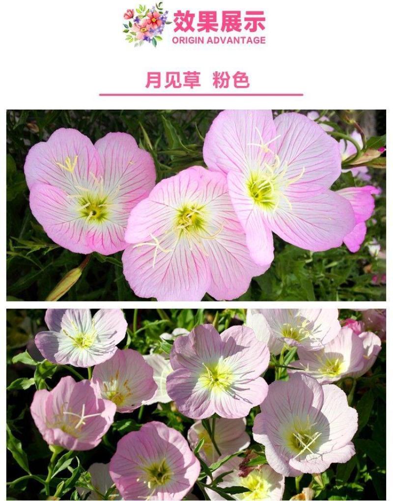 美丽月见草种子多年生四季开花易活阳台盆栽室外庭院花卉花种