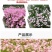 美丽月见草种子多年生四季开花易活阳台盆栽室外庭院花卉花种
