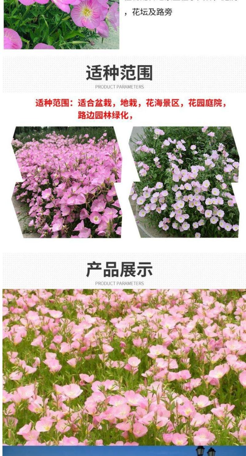 美丽月见草种子多年生四季开花易活阳台盆栽室外庭院花卉花种