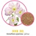 美丽月见草种子多年生四季开花易活阳台盆栽室外庭院花卉花种
