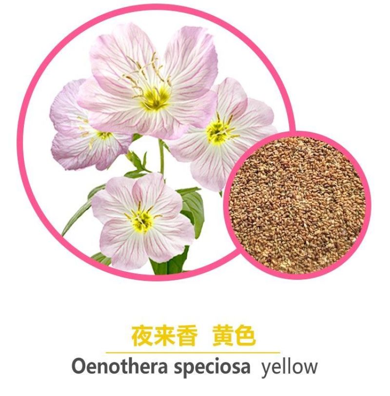美丽月见草种子多年生四季开花易活阳台盆栽室外庭院花卉花种