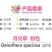 美丽月见草种子多年生四季开花易活阳台盆栽室外庭院花卉花种