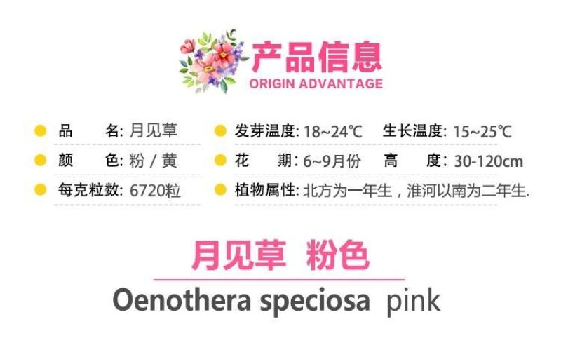 美丽月见草种子多年生四季开花易活阳台盆栽室外庭院花卉花种