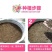 美丽月见草种子多年生四季开花易活阳台盆栽室外庭院花卉花种