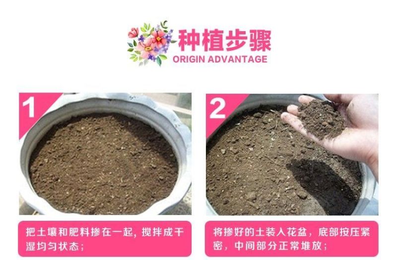 美丽月见草种子多年生四季开花易活阳台盆栽室外庭院花卉花种