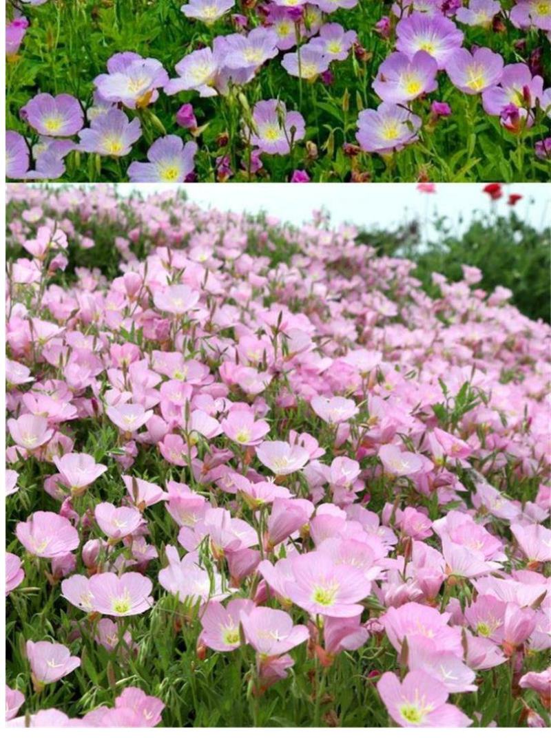 美丽月见草种子多年生四季开花易活阳台盆栽室外庭院花卉花种